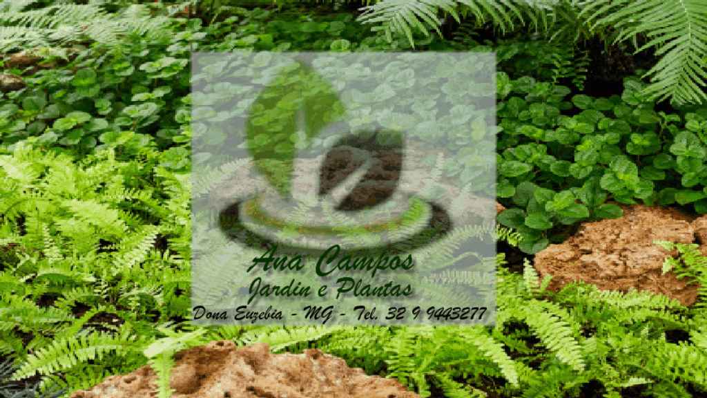 PLANTAS